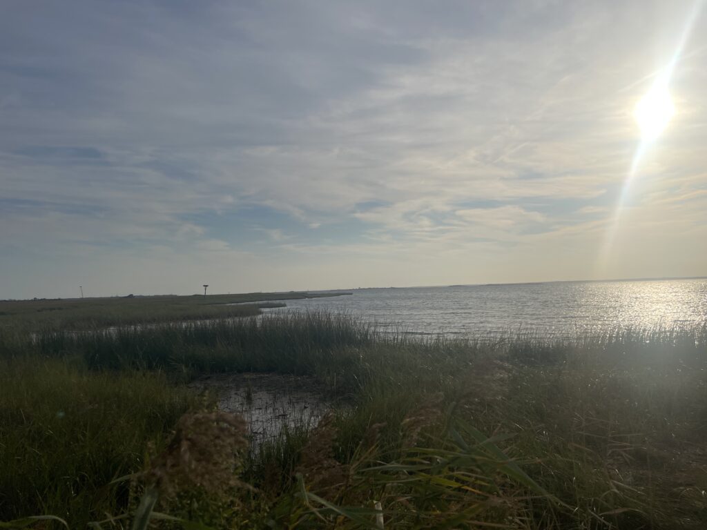 a body of water with grass and a land with a sun in the background (MyCoast AI)