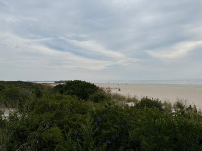 a beach with trees and bushes (MyCoast AI)