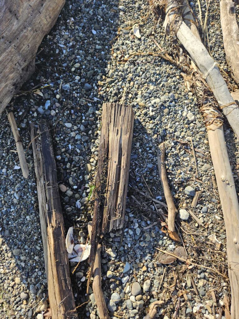 a group of trees with rocks and plants around them (MyCoast AI)