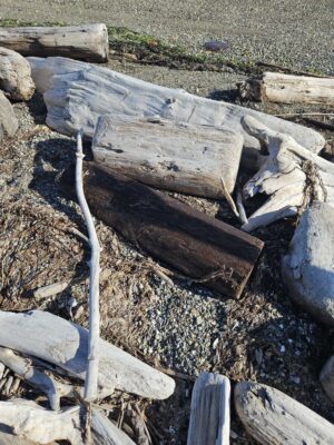 a pile of wood (MyCoast AI)