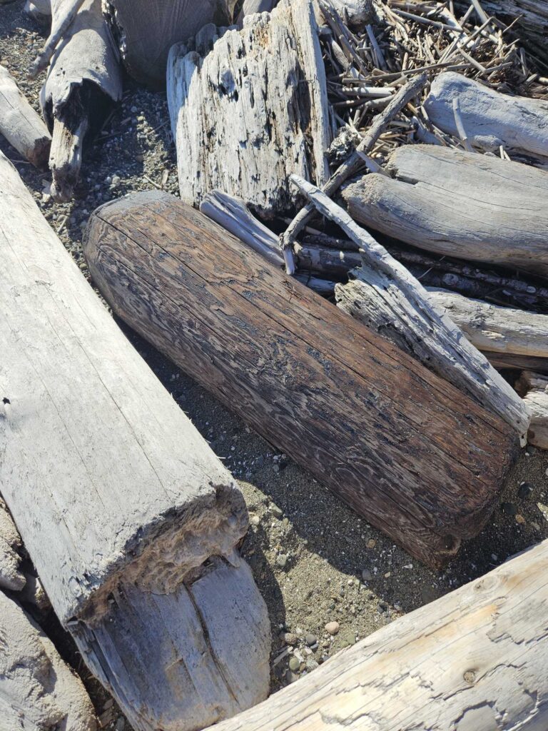 a pile of cut logs (MyCoast AI)