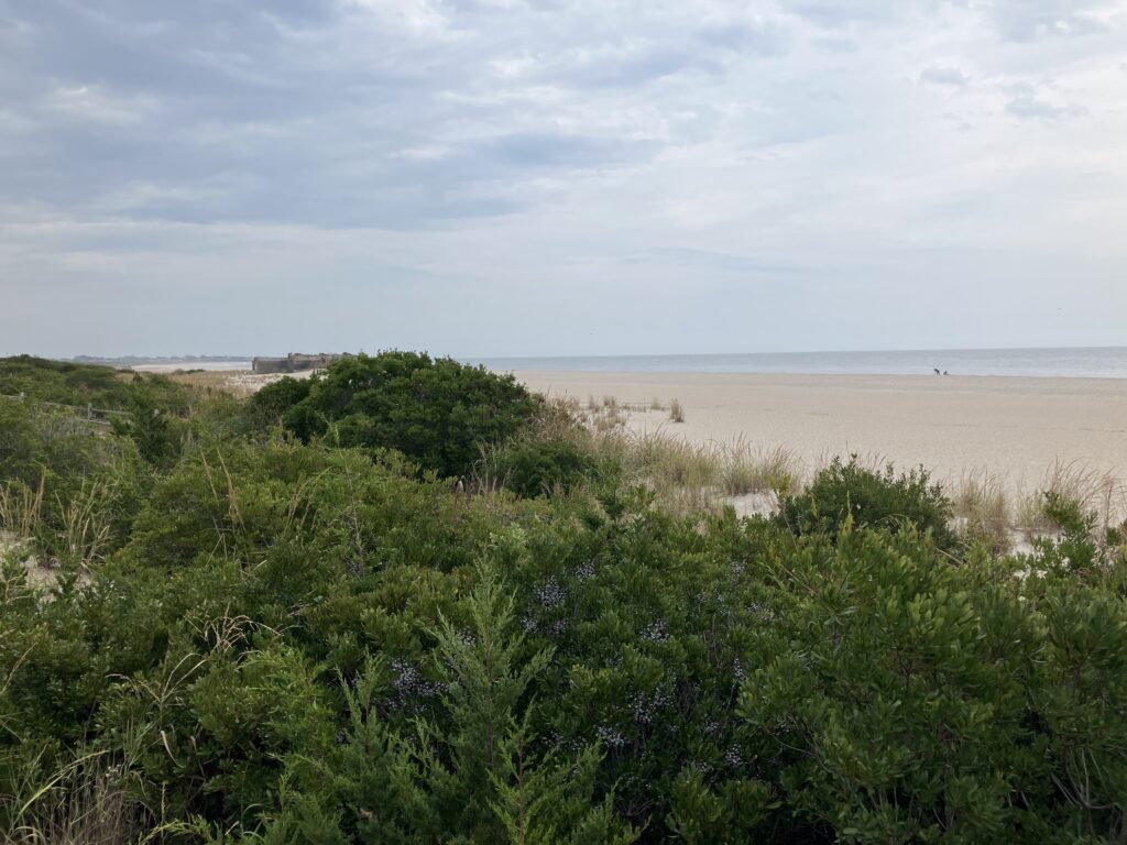 a beach with bushes and trees (MyCoast AI)