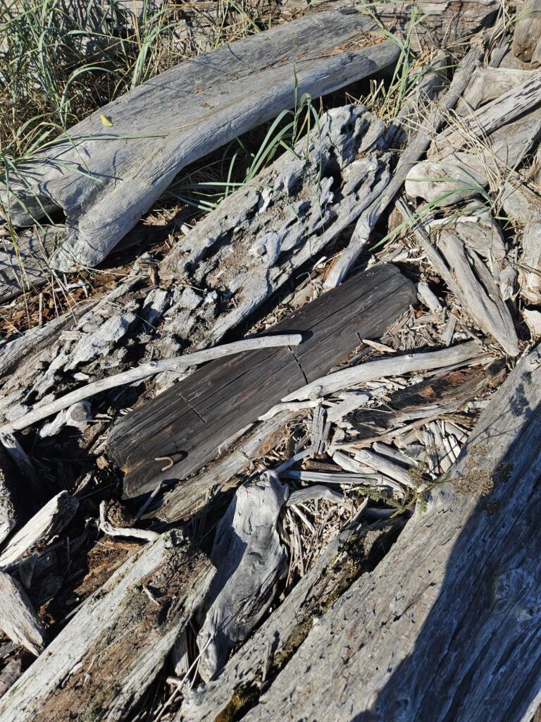 a pile of wood (MyCoast AI)