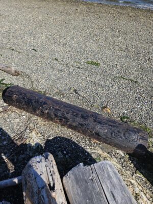 a log on the ground (MyCoast AI)