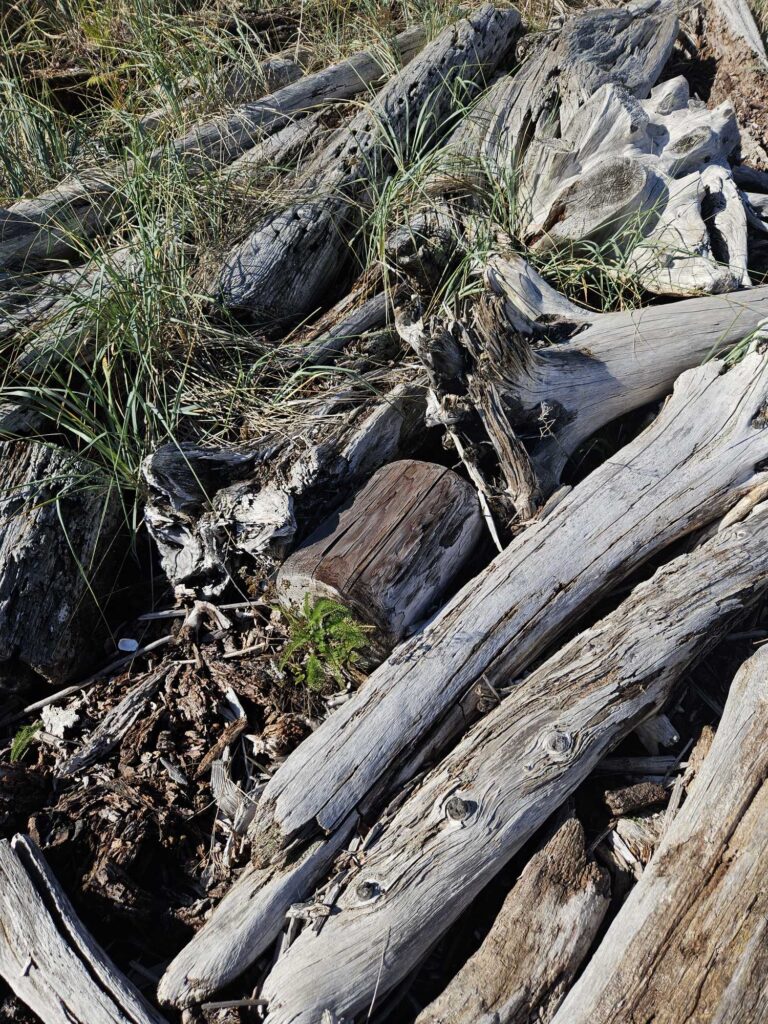 a log in the grass (MyCoast AI)