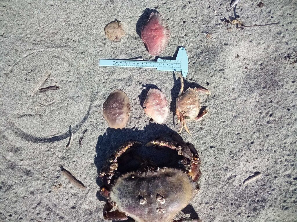 a group of seashells on the sand (MyCoast AI)