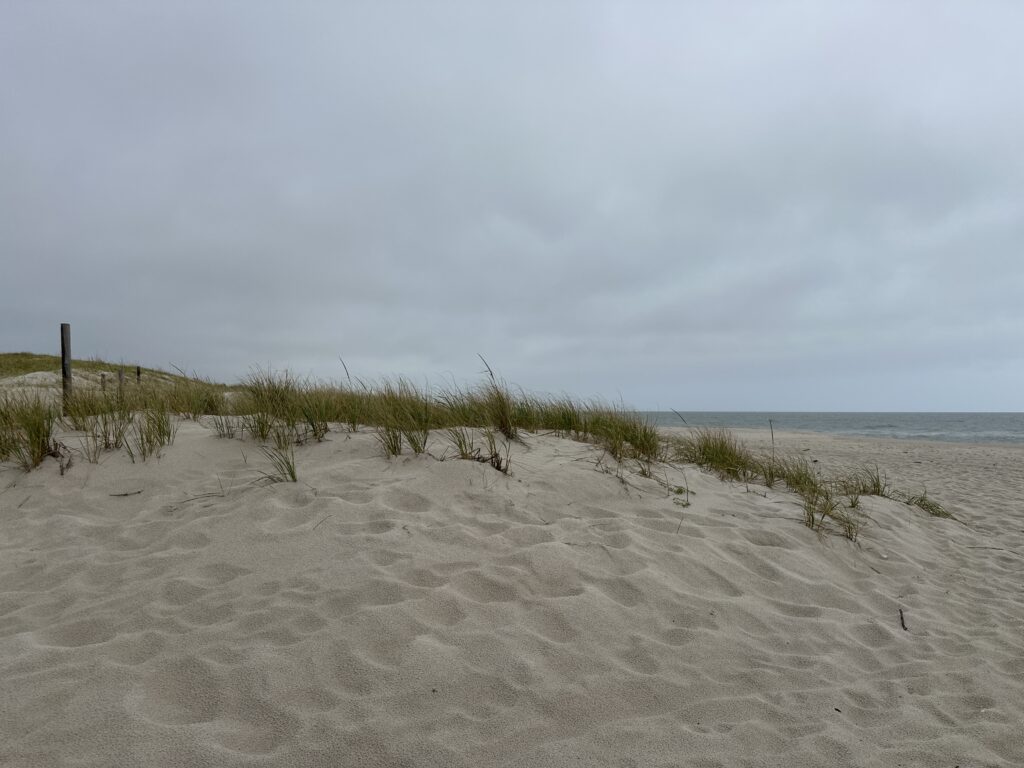 a sandy beach with plants (MyCoast AI)