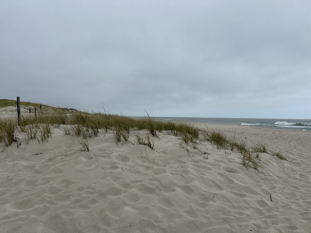 a sandy beach with plants (MyCoast AI)