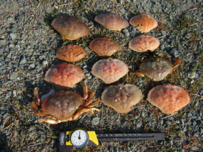 a pile of mushrooms (MyCoast AI)