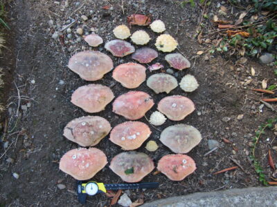 a group of mushrooms (MyCoast AI)