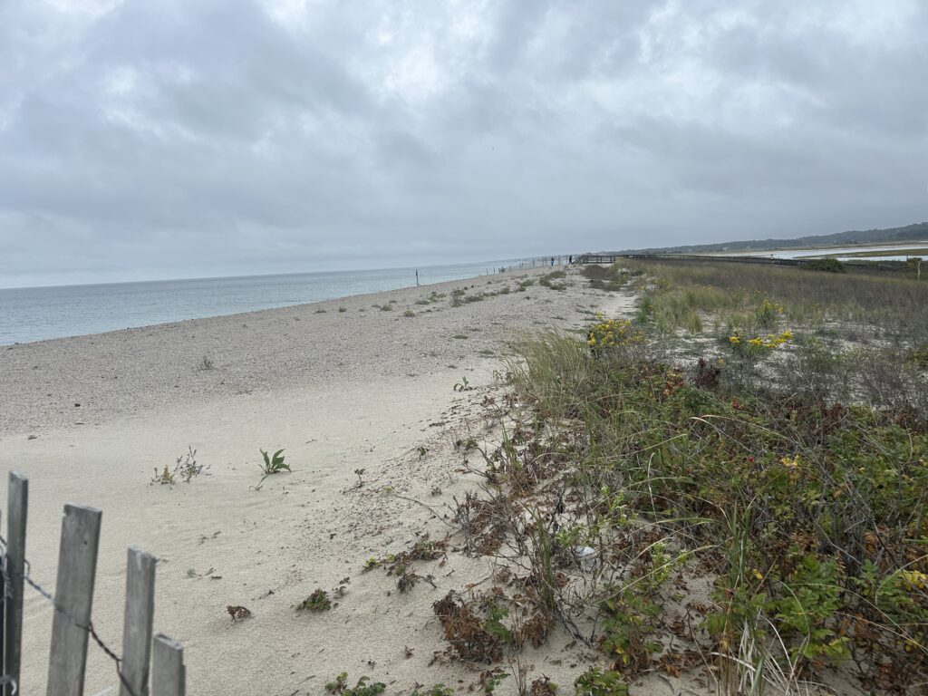 a sandy beach with plants and water (MyCoast AI)