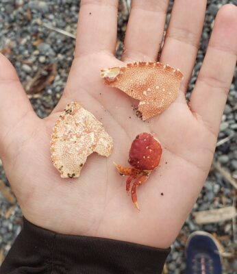 a hand holding a couple of small round objects with red and white sprinkles on them (MyCoast AI)