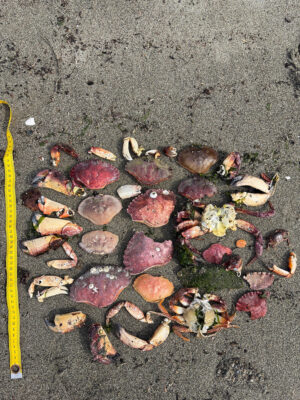 a pile of mushrooms (MyCoast AI)