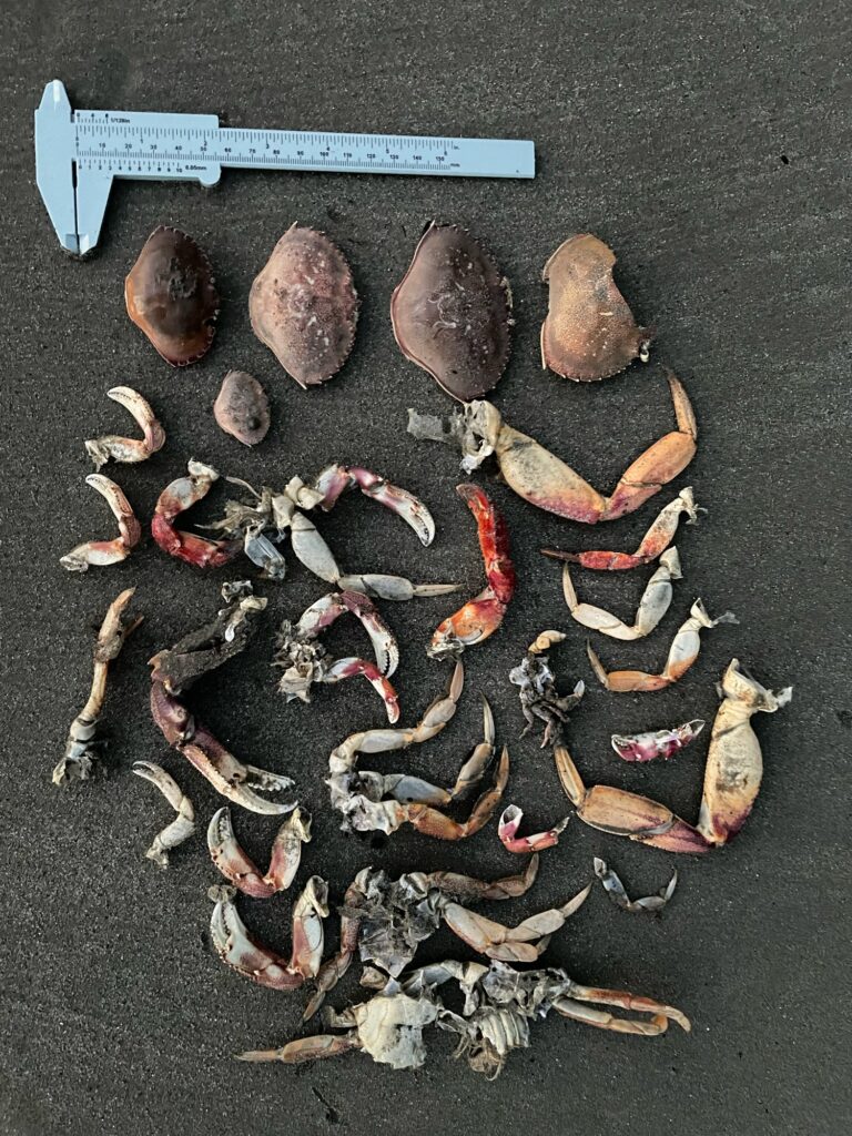 a pile of sea shells and a pen on a black surface (MyCoast AI)