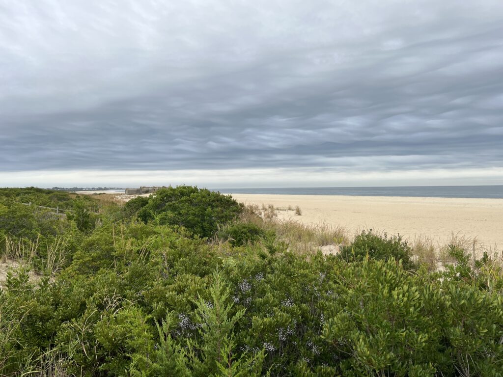 a field of green plants (MyCoast AI)