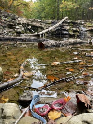 a stream with rocks and trees (MyCoast AI)