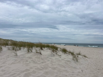 a sandy beach with plants and water (MyCoast AI)