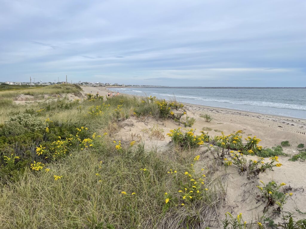 a beach with yellow flowers (MyCoast AI)