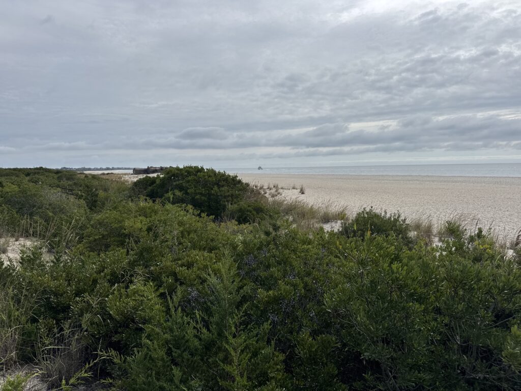 a beach with trees and bushes (MyCoast AI)
