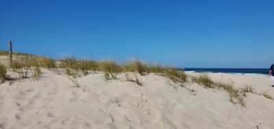 a sandy beach with plants and water (MyCoast AI)