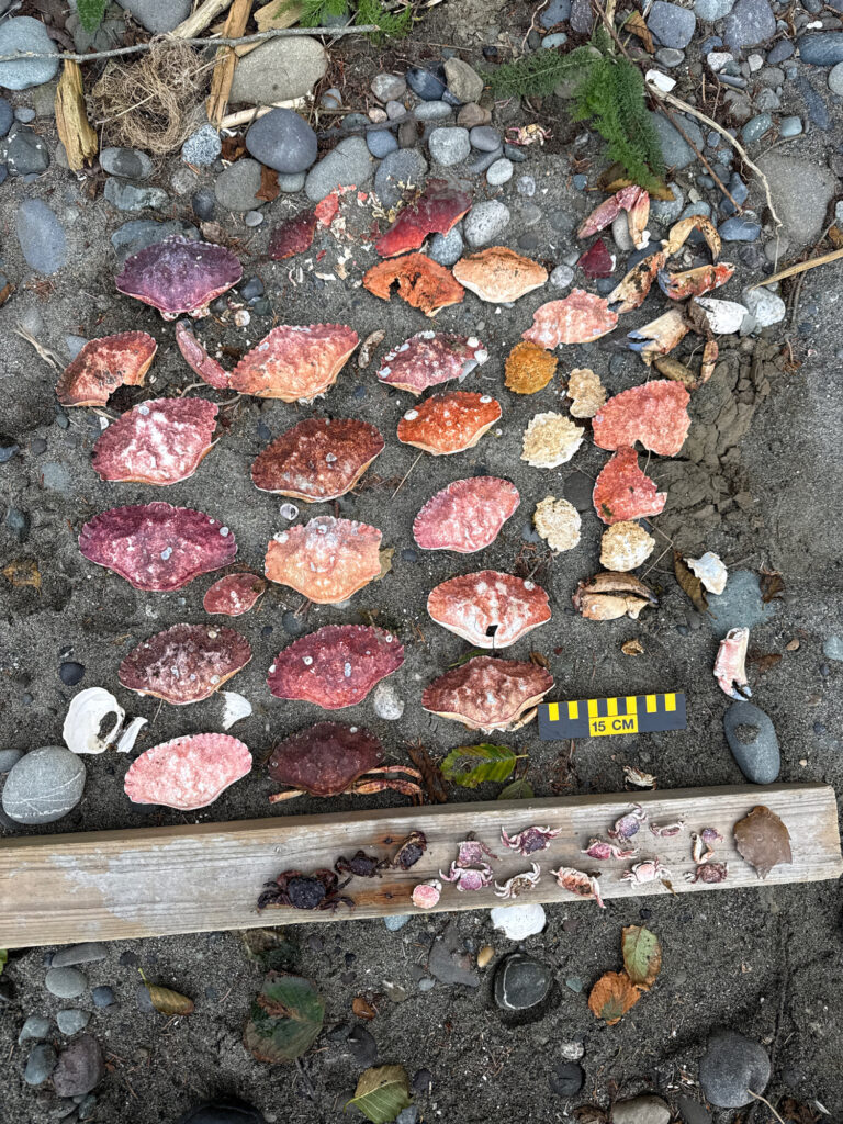 a group of small rocks (MyCoast AI)