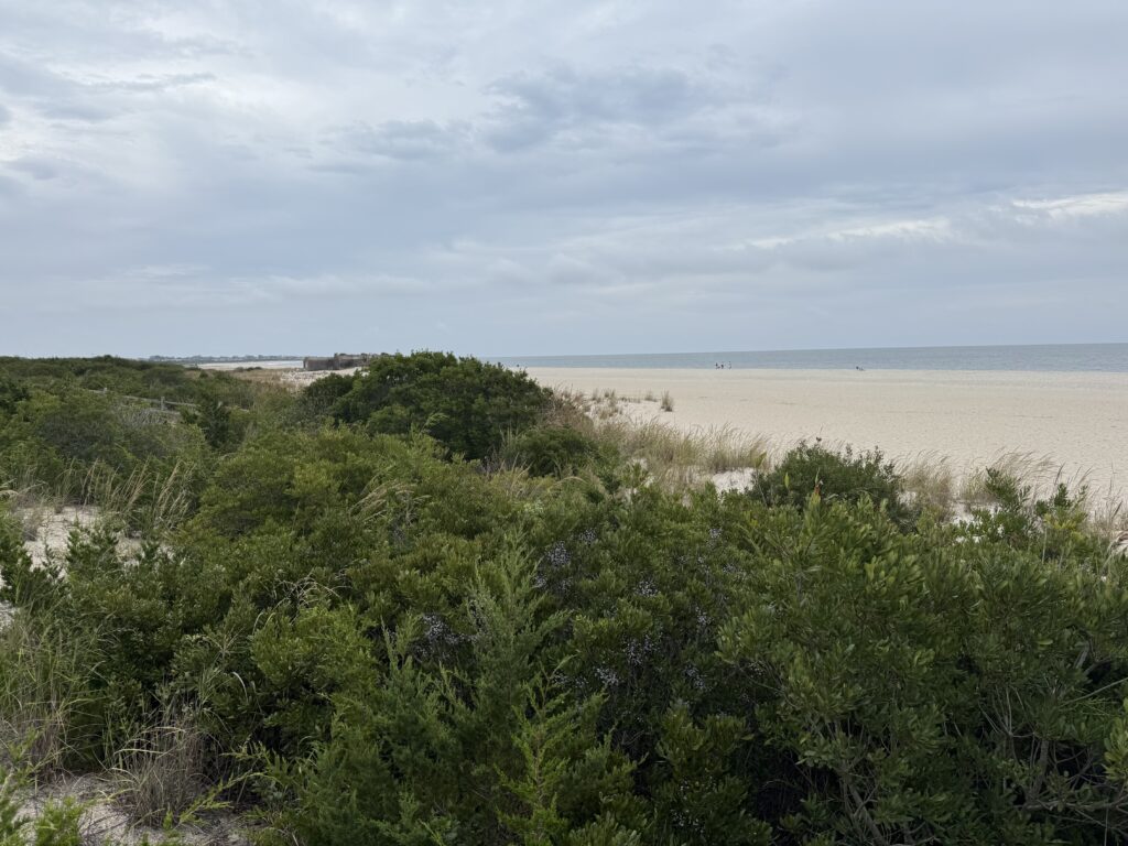 a beach with trees and bushes (MyCoast AI)