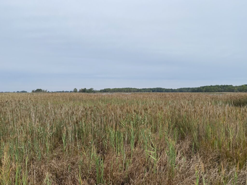 a large field with trees in the background (MyCoast AI)