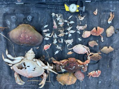 a group of leaves on a surface (MyCoast AI)