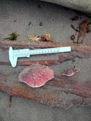 a piece of meat on a stone surface (MyCoast AI)