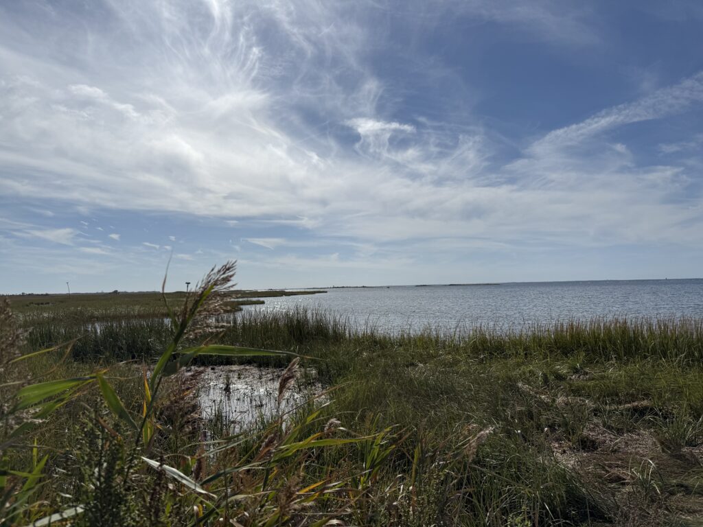 a grassy area with water in the background (MyCoast AI)
