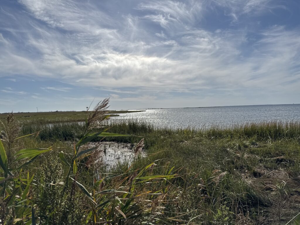 a grassy area with water in the background (MyCoast AI)