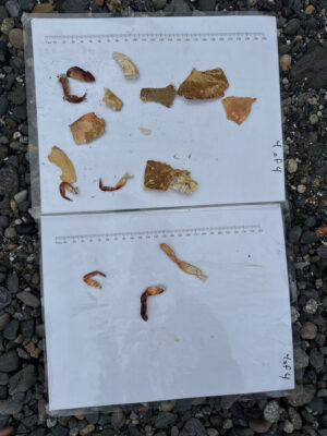 calendar (MyCoast AI)