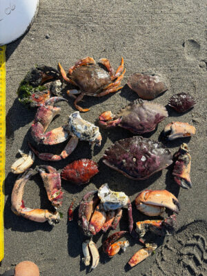 a pile of sea shells (MyCoast AI)