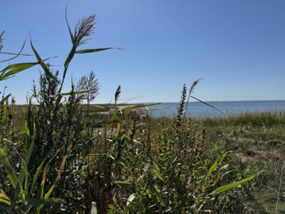 a field of plants with water in the background (MyCoast AI)