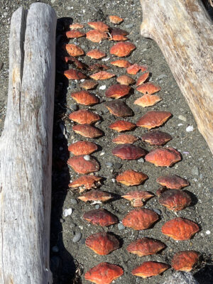 a group of rocks (MyCoast AI)