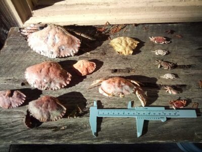 a group of birds on the ground (MyCoast AI)