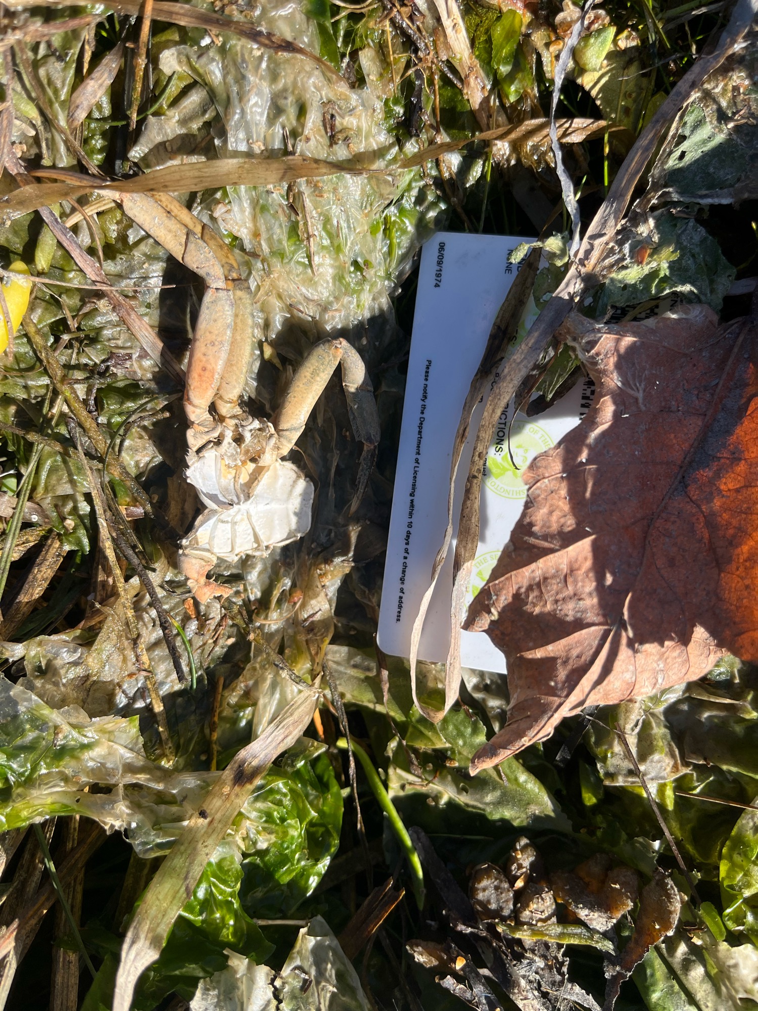 fcca1c5bd771c43b9246b3daee53dfcc33dfe65d