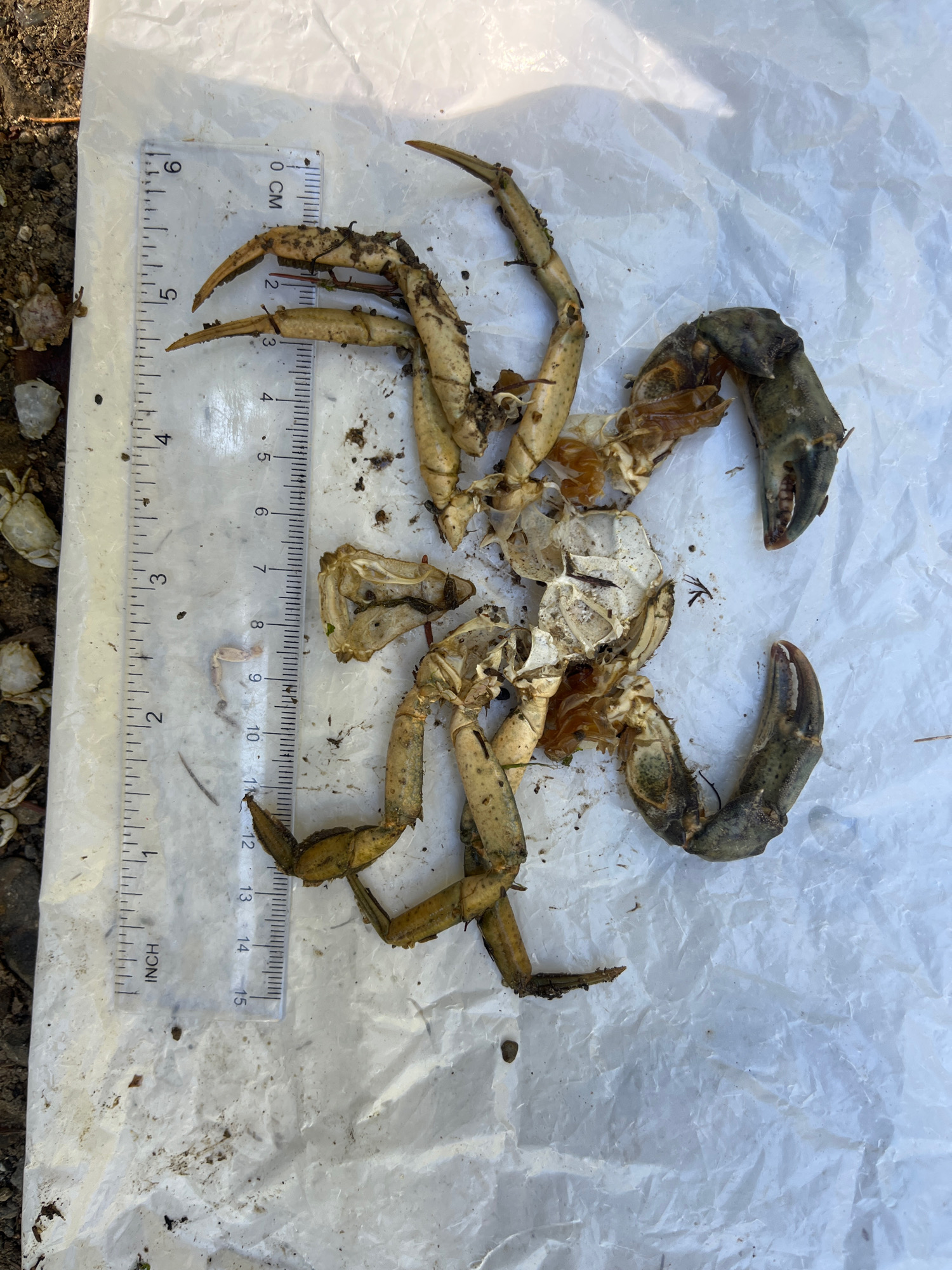 251a37370e1116deb7b96346d62a541cf08873c4