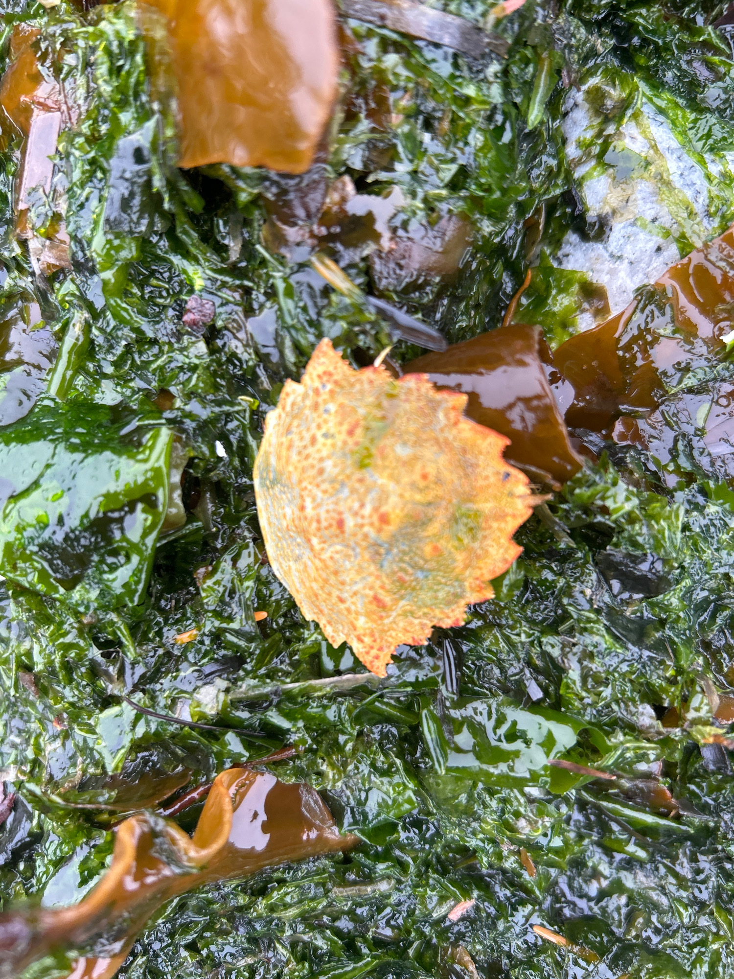 6e62db41dfd53c9245f9b090a952f9b5e903b7d6