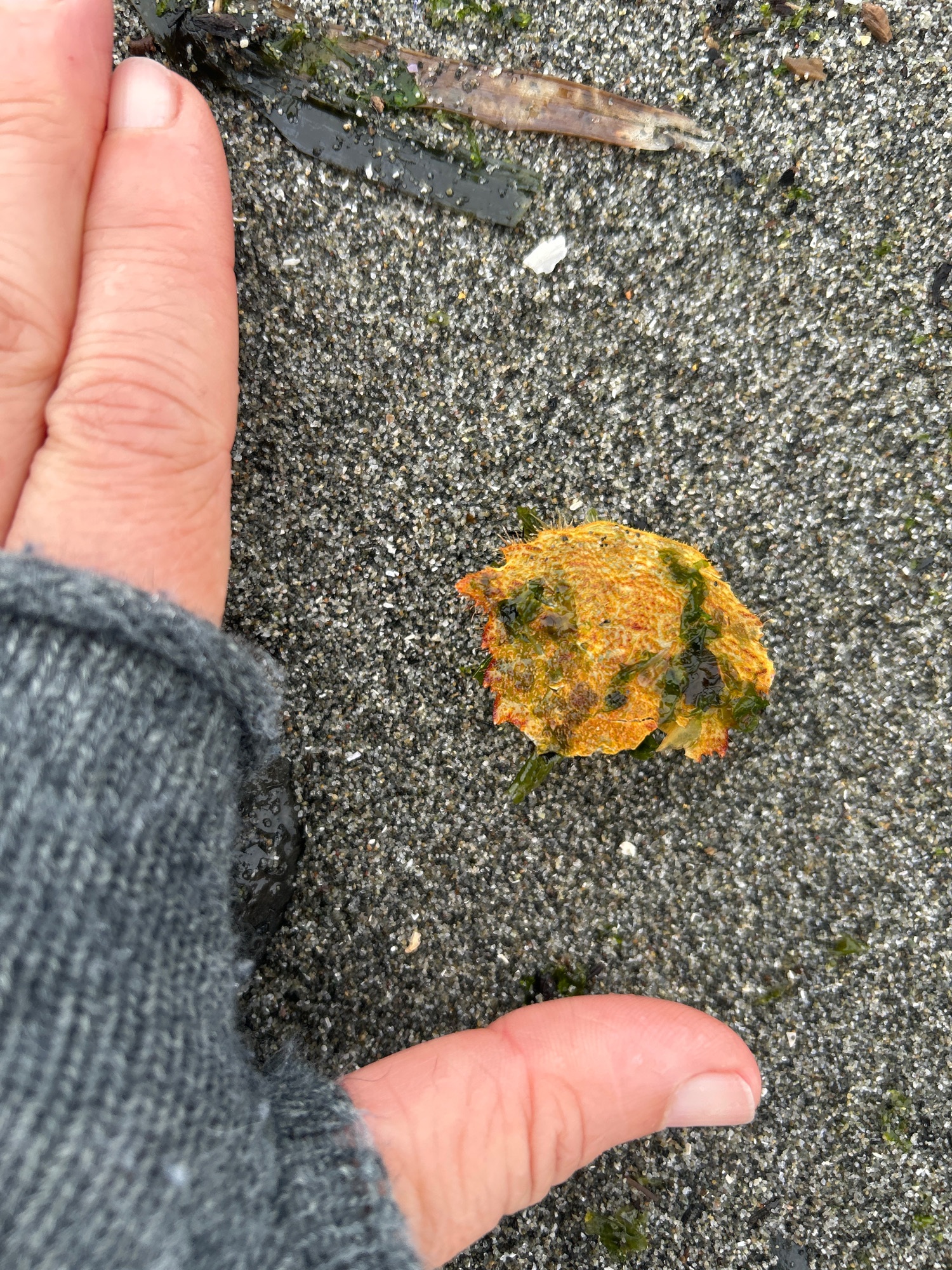 040590e274a2d2c23491a3647e7c7ed0a0f34a55