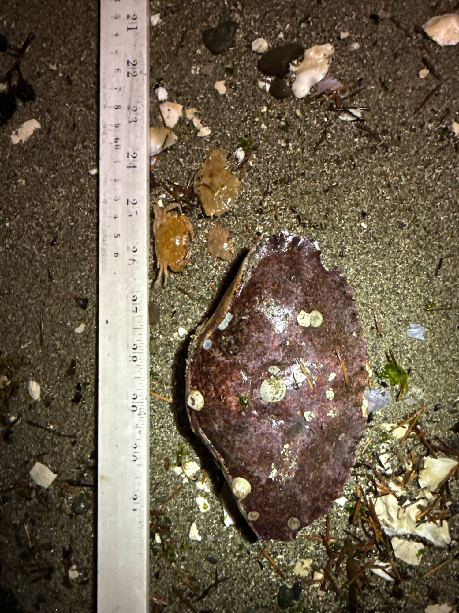 71e0f785886bf16da1de8969d7f1c770dd21904b