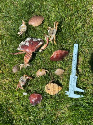 a group of mushrooms and a knife on grass (MyCoast AI)