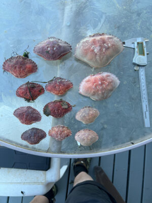 meat on a tray (MyCoast AI)