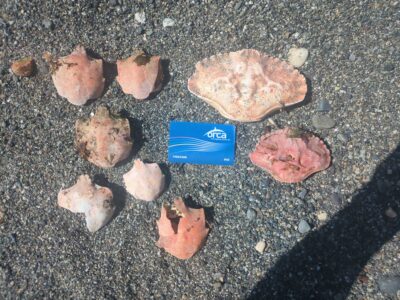 a group of rocks on the ground (MyCoast AI)