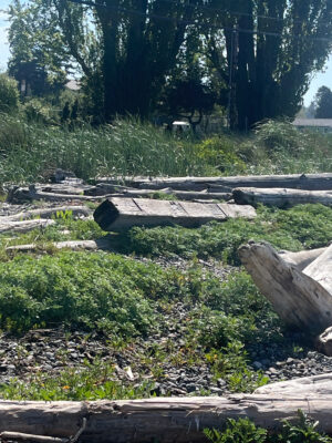 a log in a grassy area (MyCoast AI)