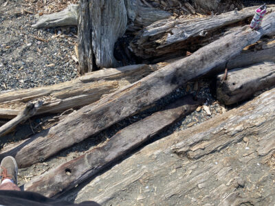a group of logs (MyCoast AI)