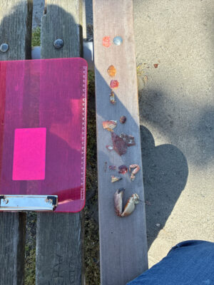 a group of butterflies on a wooden fence (MyCoast AI)