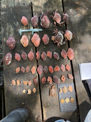 a group of meats on a wooden surface (MyCoast AI)