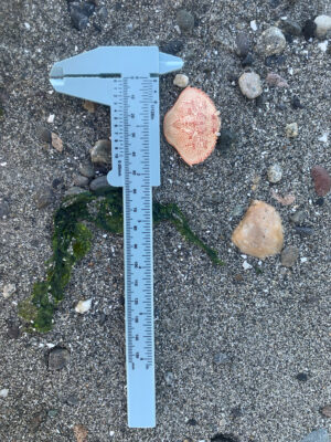 a blue plastic knife on a rocky surface (MyCoast AI)