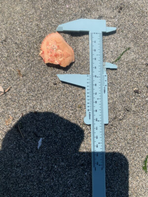 a blue ruler on the ground (MyCoast AI)